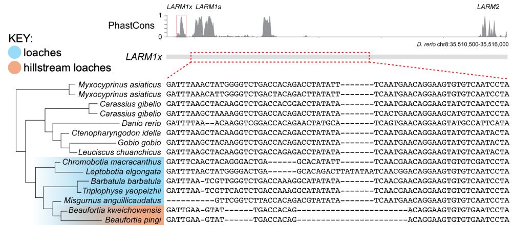 A plot showing the evolutionary relationships of cypriniform fishes and a DNA sequence alignment showing LARM1x deletions in the hillstream loaches