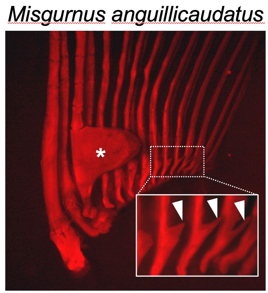 The skeleton of a true loach pectoral fin with its conspicuous dorsal ornament 