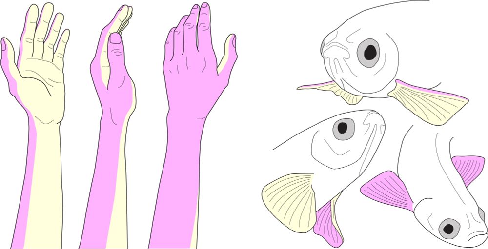Schematics depicting the dorsal and ventral sides of fins and limbs