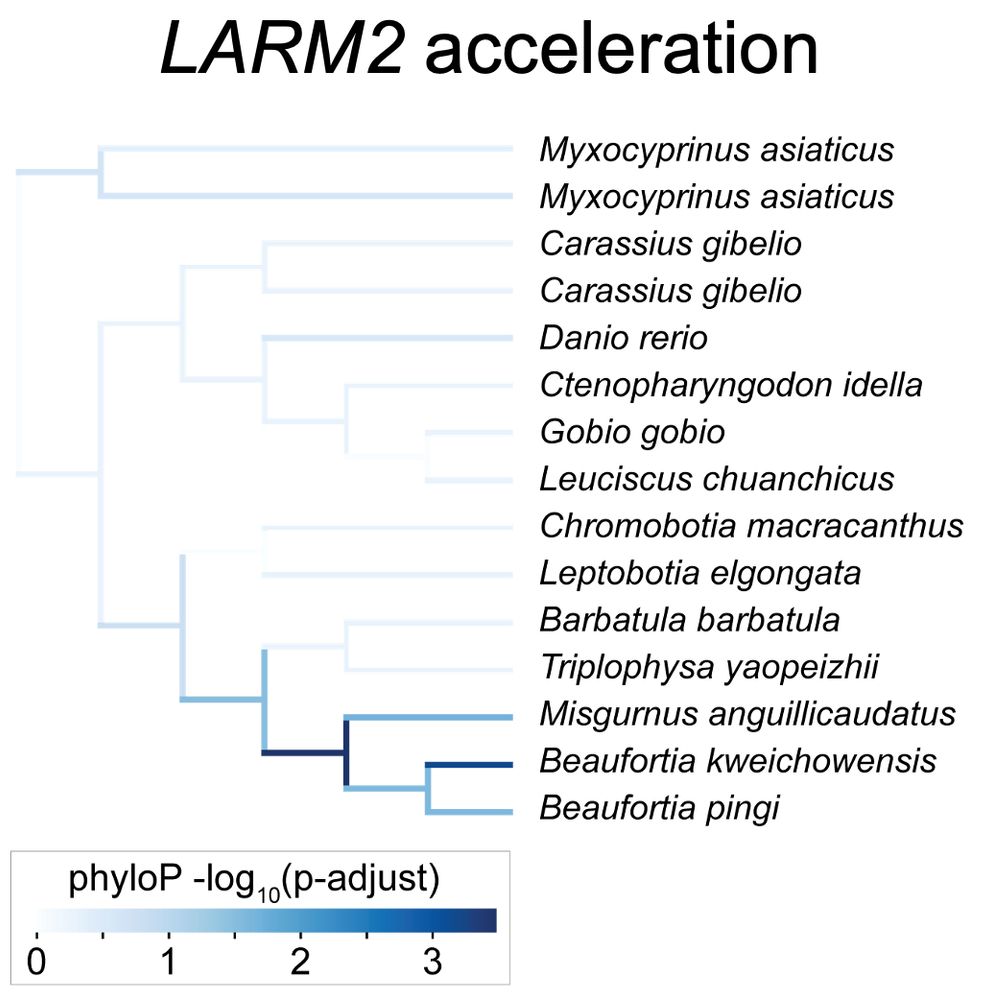 A phylogenetic tree of the cypriniform fishes upon which is plotted a blue color, the intensity of which indicates accelerated sequence evolution