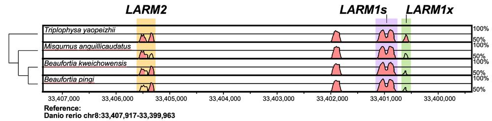 Plot of sequence conservation across an alignment of the LARM locus 