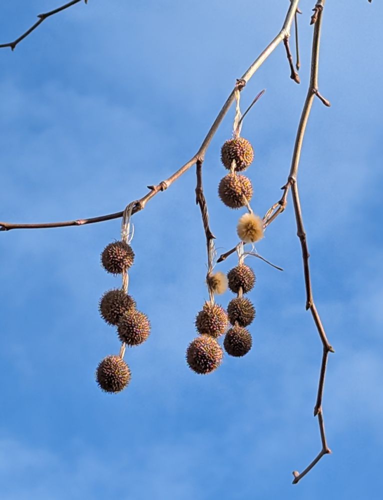 Round spiky balls hang from tree branches against blue sky. 
