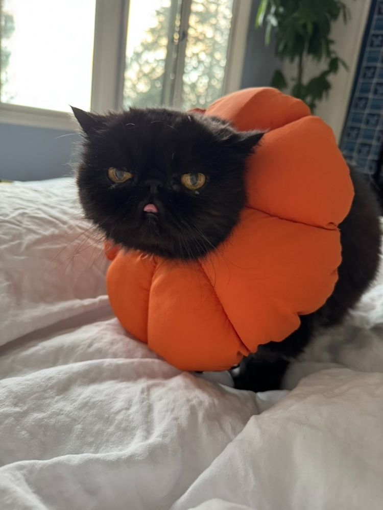 Bat the black cat looking unhappy but super cute in his orange flower-shaped cone. His little pink tongue is visible.