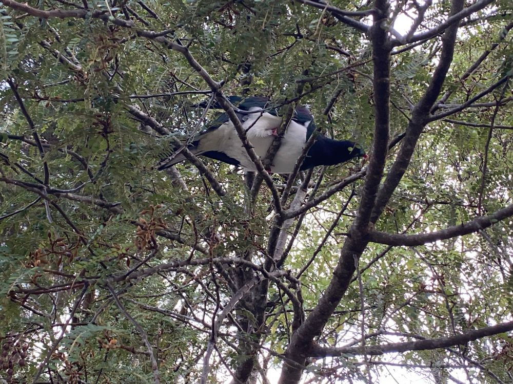 A chonky kererū in a tree, nomming happily, oblivious to the human below snapping away.