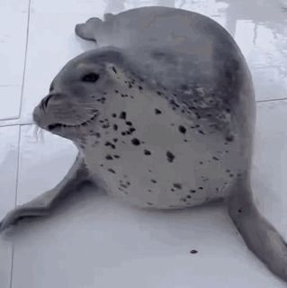 a seal is laying on its back on a tiled floor and looking at the camera .