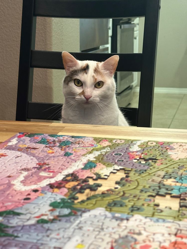 Calico cat sitting at the kitchen table, on a chair like a human. The cat is in front of a partially finished 1,000 piece puzzle. 
