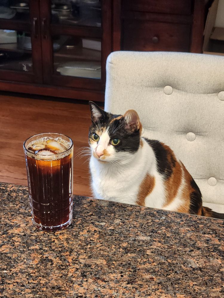 A calico cat sitting on a bar stool, perceiving a glass of iced coffee on the counter