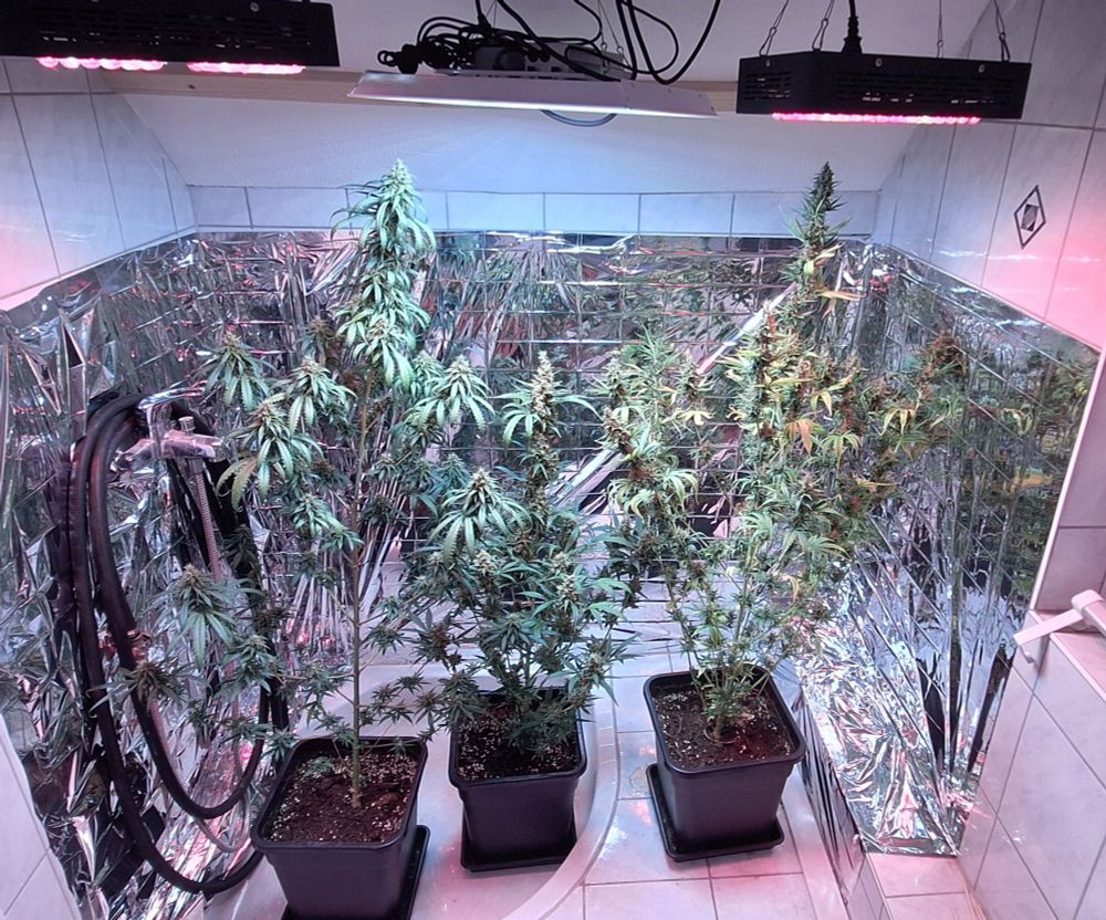 3 mal White Widow (Mitte: Auto, links/rechts: Photos)