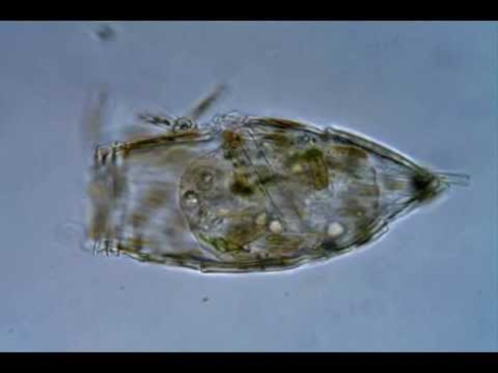 Cylindrifflugia bacillariarum (=Difflugia bacillariarum)