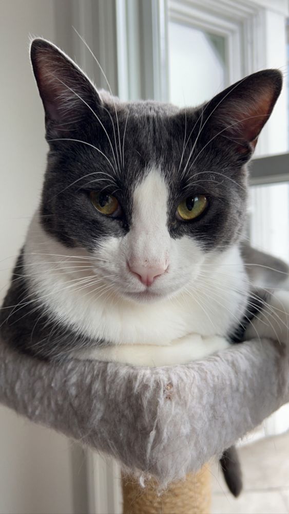 A gray kitty with a splash of white around her neck and on her chin and nose. She has a very pink nose and yellow eyes. She is perched on a car tree and looking directly into the camera