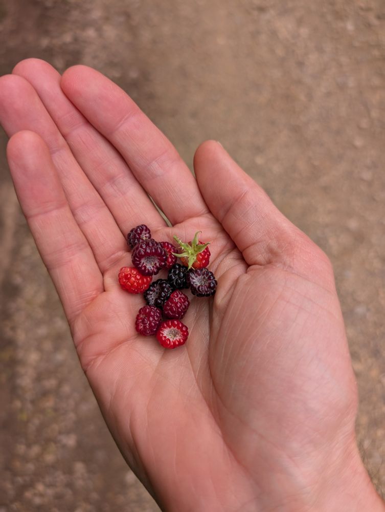 My hand holding 11 raspberries varying in shade from red to purple. Not pictured: their delicious flavor.