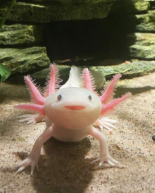 Axoloth, axolotl ou axolote, anfíbio de corpo alongado como uma salamandra e com brânquias rosadas em seu rosto. é conhecido por ter um rostinho fofinho e viver em aquários.

apesar do exemplo da imagem ser na cor branca e rosada, axolotes na natureza variam entre as cores preta ou esverdeadas.

além disso, possui incríveis capacidades de regeneração e membros e são estudados por isso.

nome científico: Ambystoma mexicanum