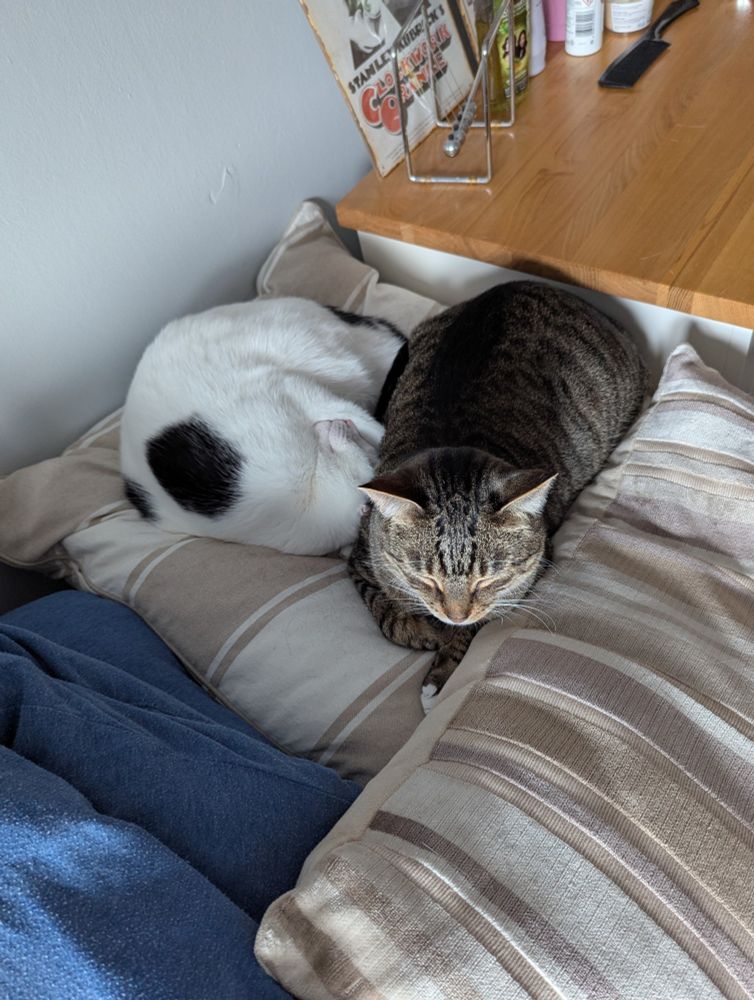 Griffin the tabby cat and Frankie the harlequin cat are both sleeping on top of some white and beige striped cushions. griffin is loafing, while Frankie is curled up in a circle with his head against Griffin's side.