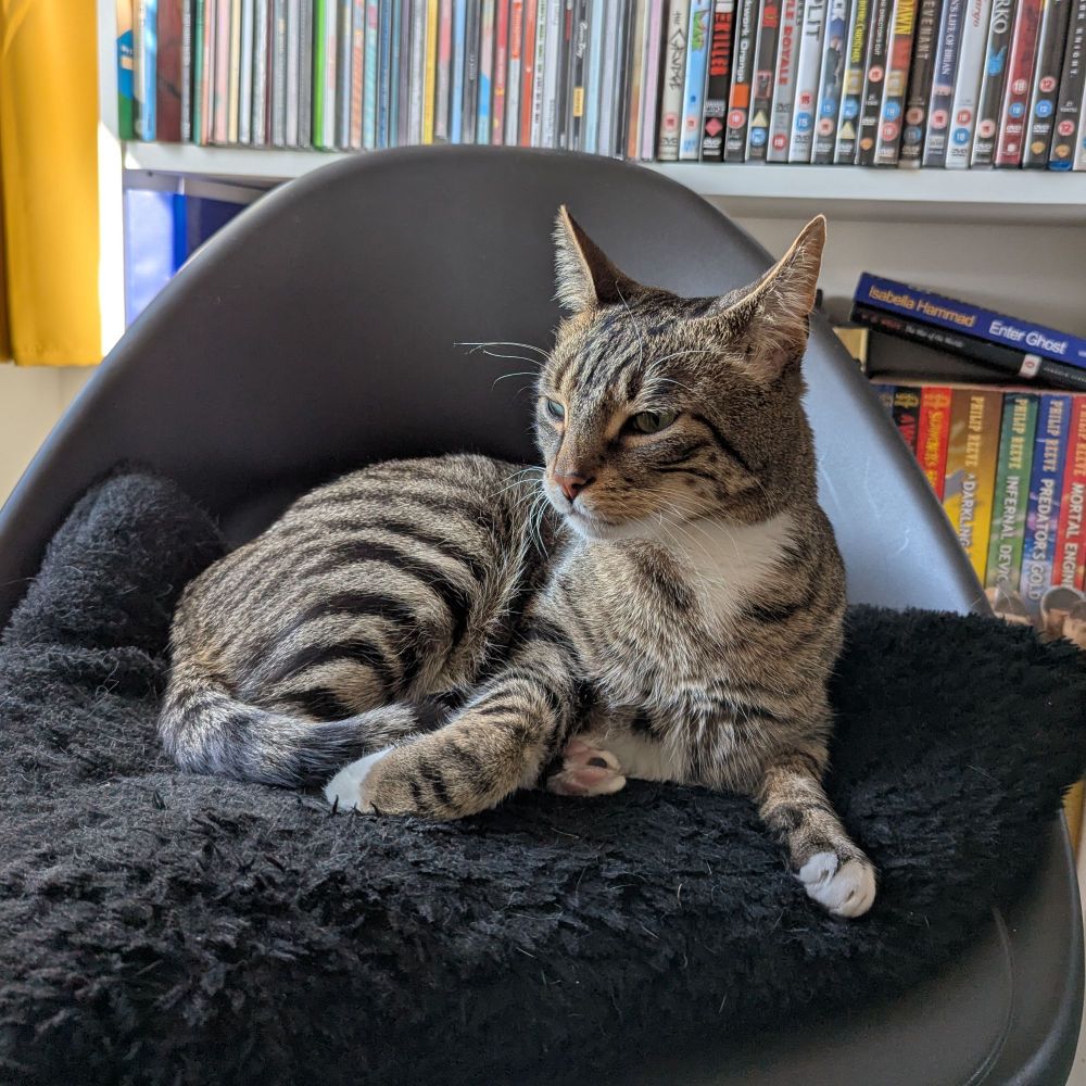 Griffin the tabby cat is sitting up from his napping position, looking a little scruffy. he is looking off to the side with a disgruntled expression, clearly irritated by whatever awoke him