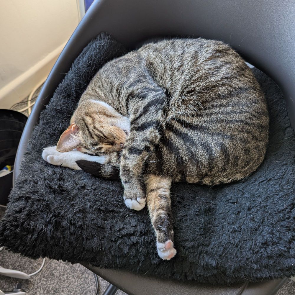 Griffin the tabby cat is curled up with legs sticking out in different directions, and you can see his fang poking out between his lips as he sleeps