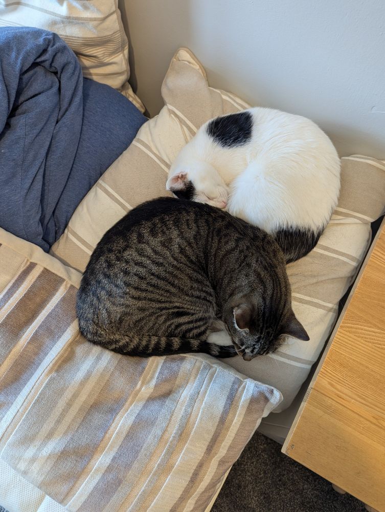 Griffin the tabby cat and Frankie the harlequin cat are both sleeping on top of some white and beige striped cushions. Both are curled up tight as they sleep happily, right up against each other