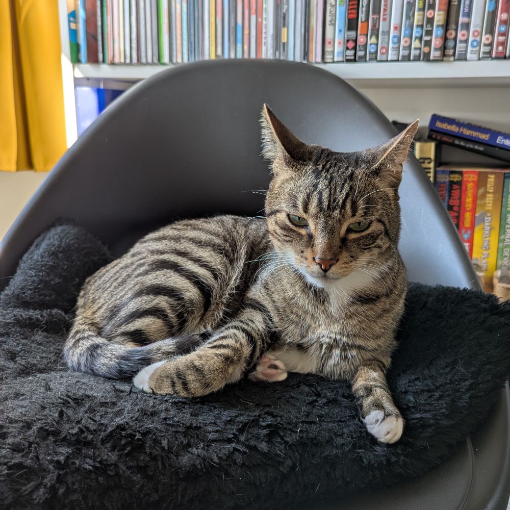 Griffin the tabby cat is sitting up from his napping position, looking a little scruffy. he has a disgruntled expression, clearly irritated by whatever awoke him