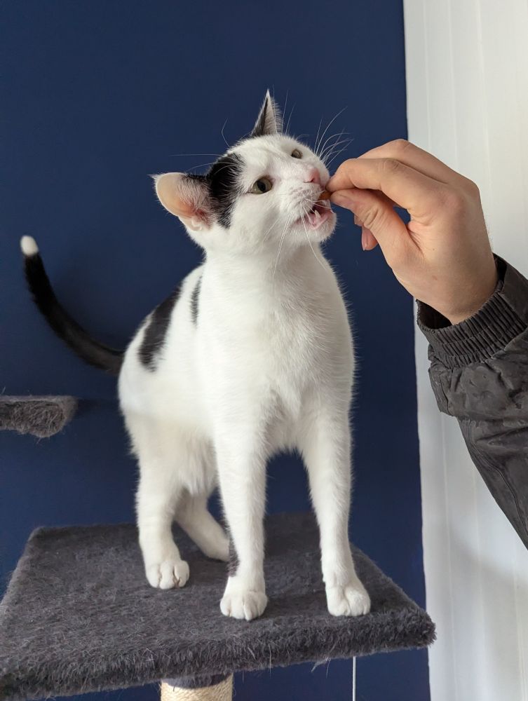a white and black cat is standing on top of a cat tree, being fed a crunchy treat 