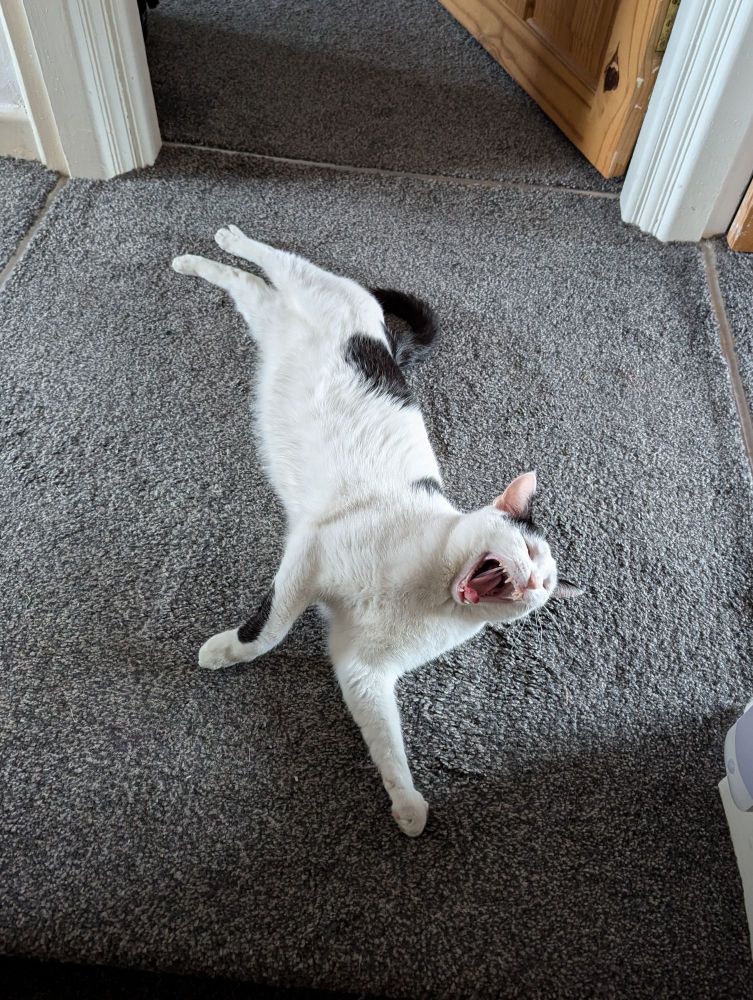 Frankie the white and black cat is lying on his side with his neck legs stretched out behind him and one front leg reaching out towards the camera. he is also mid-yawn so he looks like he is rawring, or perhaps about to eat you