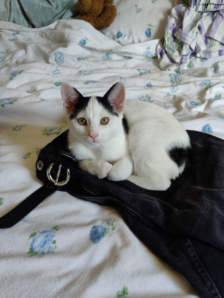 a white and black kitten is curled up tight on a pair of his mum's jeans