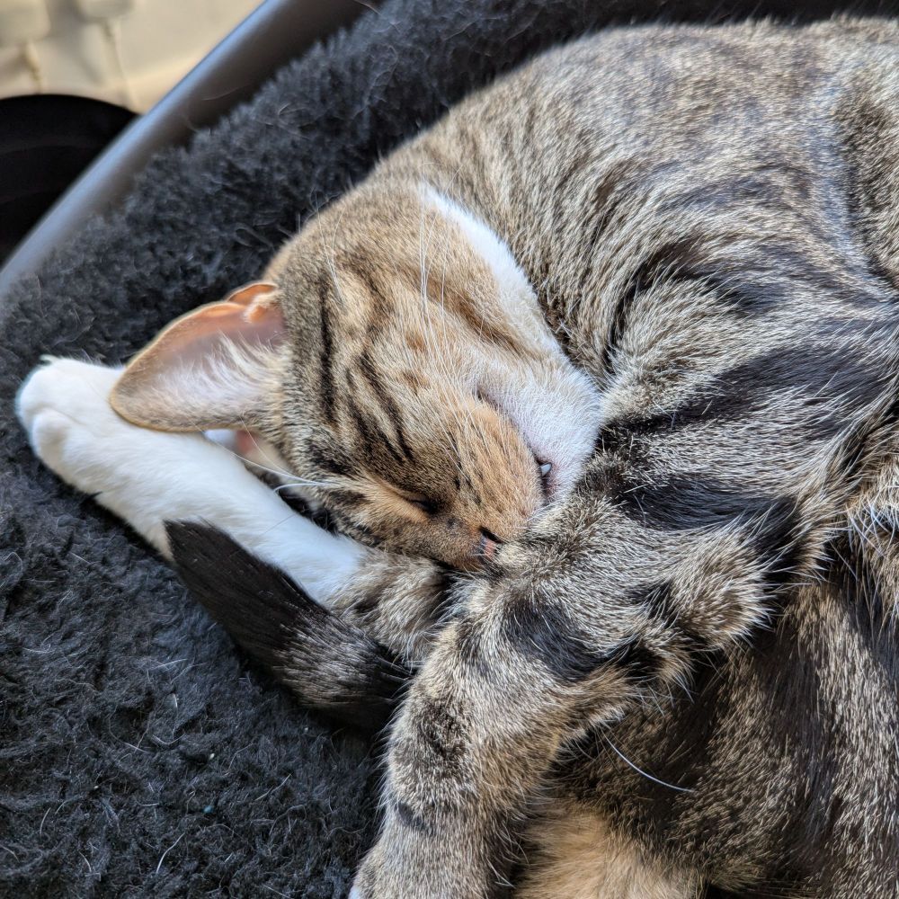 close up shot of Griffin the tabby cat, half of his face is visible as he is curled up fast asleep, and you can see the tip of a fang poking out between his lips
