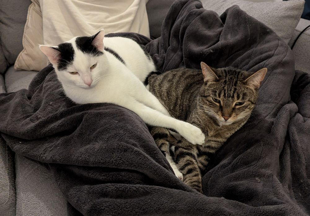 Frankie and Griffin are laying together on their dad's lap on top of a blanket. Frankie is a white and black cat with black patches on his head that look like curtain bangs, and Griffin is a stripy brown tabby cat. they both look very sleepy