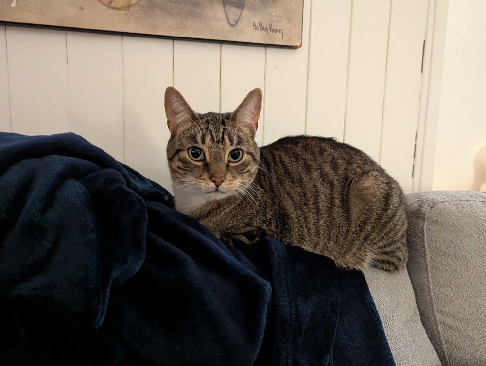 Griffin the tabby cat is loafing on a blue blanket that has been thrown on the back of a grey sofa. he has a very innocent looking expression with big puppy dog eyes.