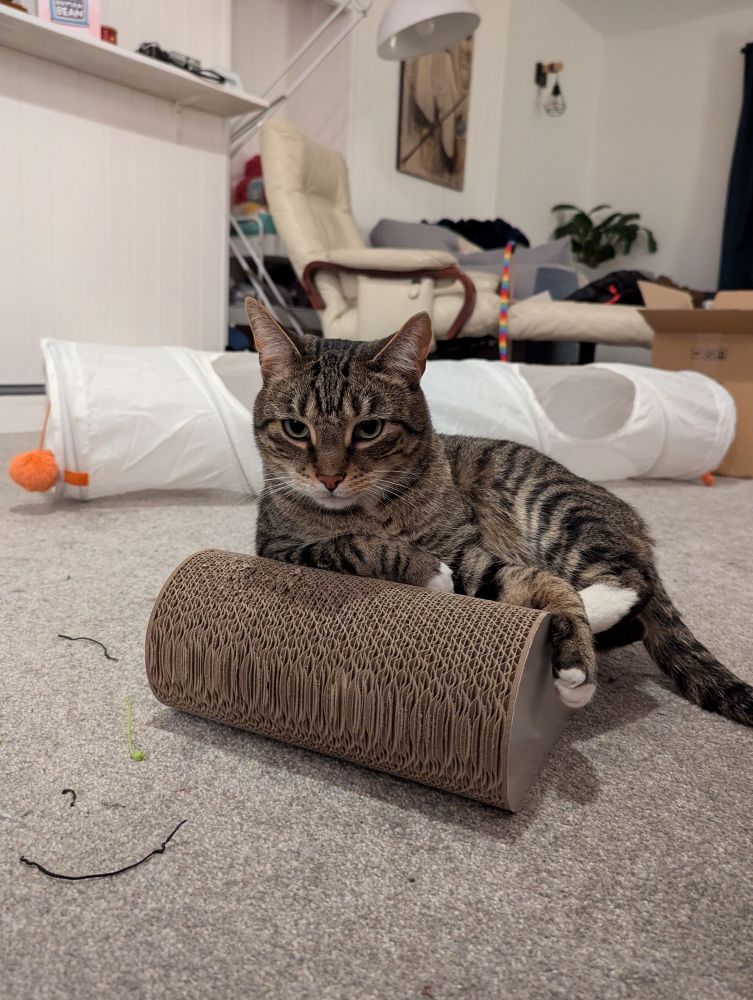 Griffin the tabby cat is curled up on a corrugated cardboard cat scratcher, looking like he's a model posing for a photo