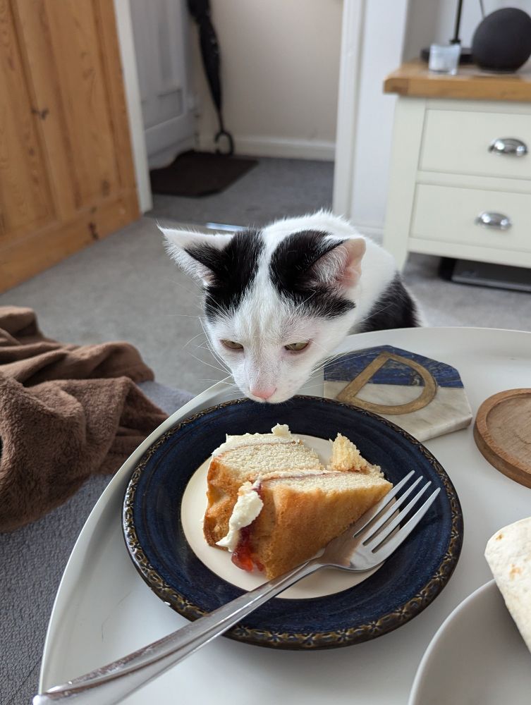 a white and black cat has popped his head over the edge of a coffee table and is sniffing at the buttercream icing on a slice of sponge cake