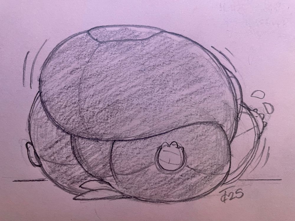 A sketch of a massively fat anthro bird woman fallen on her back as seen from below. She waves her arms and legs in hopes to sit herself back up or get help from a friend.