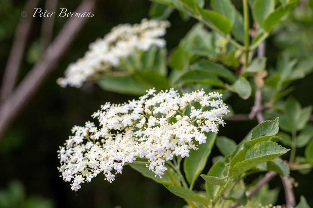 Elderberry
