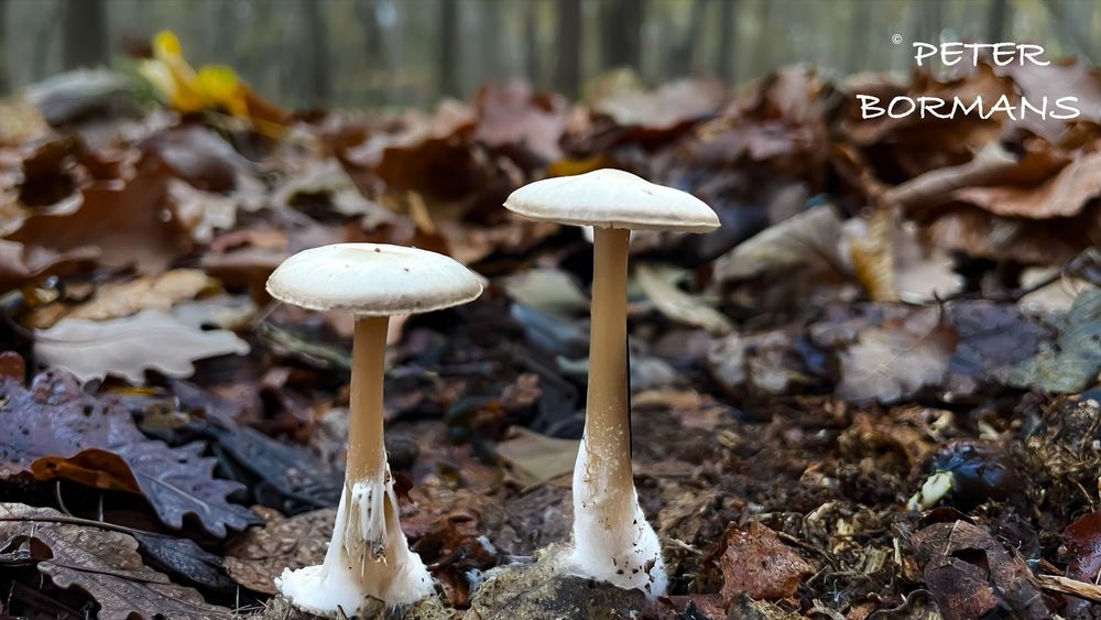 Destroying Angel (Amanita virosa)