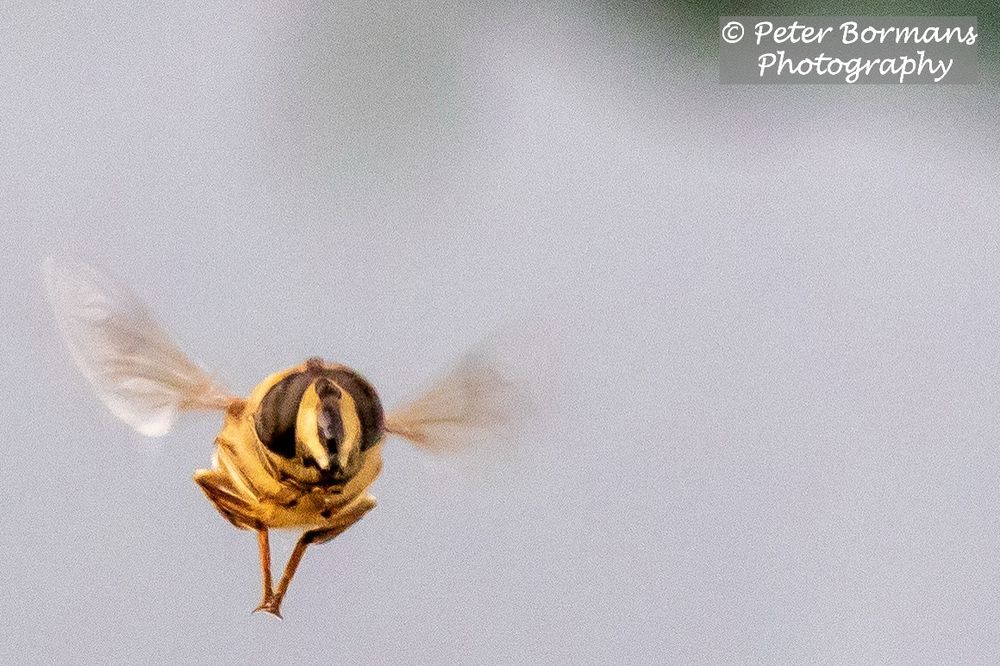 The death’s-head hoverfly hovering in front of my lens.