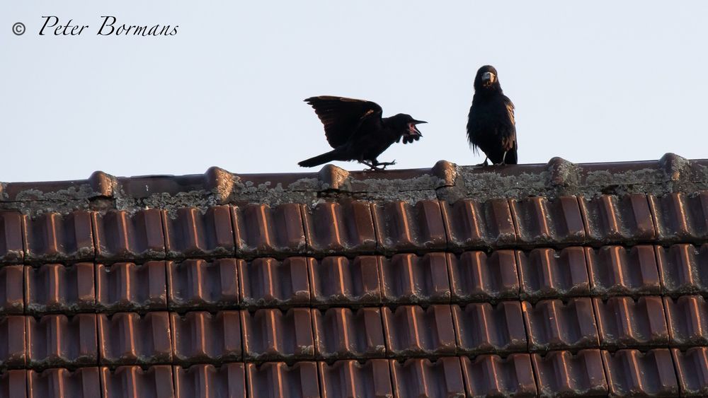 Rooks having a discussion on the roof