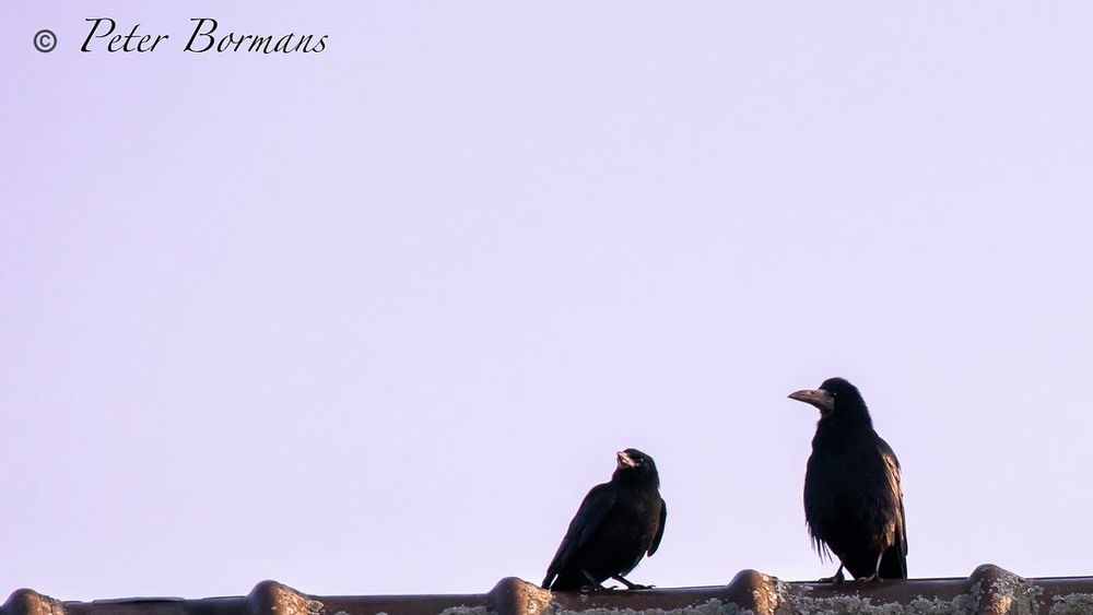 Rooks on the roof