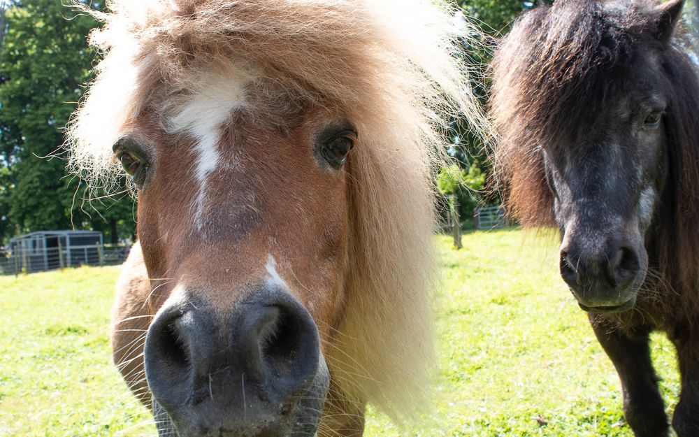 Mini horses, brown and black posing