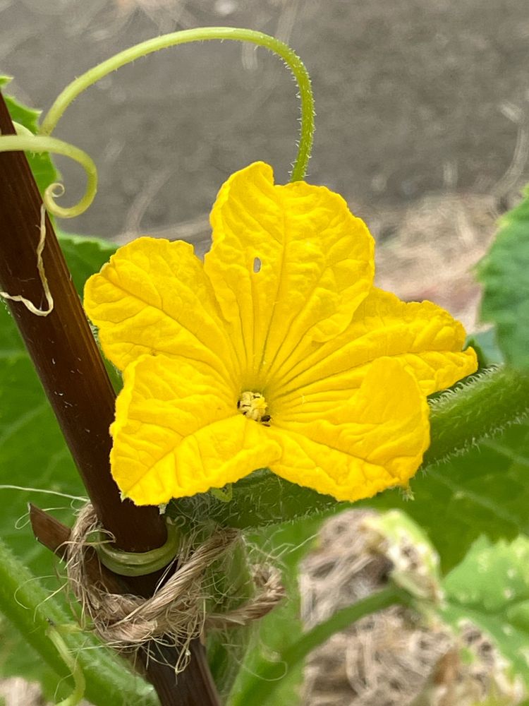 6節目きゅうりの花
根元にミニきゅうりがついてなかったからたぶん雄花