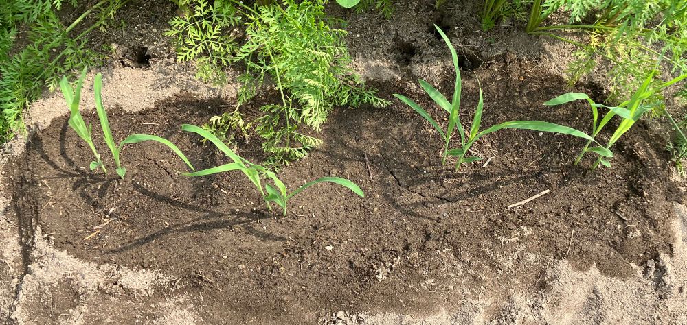 7/1 とりあえず2本のまま定植。
スムーズに活着した方を残す。