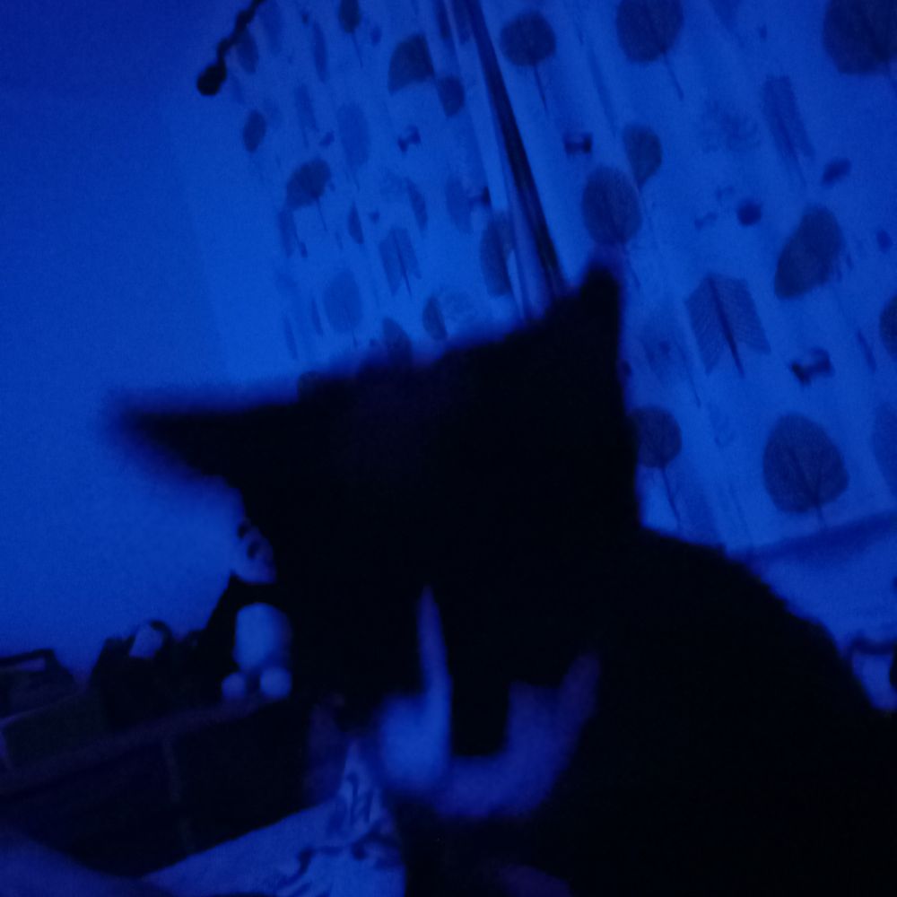 An adorable black and white kitten called Wren sits on a bed. Not her bed. My bed. It's far too early, but she only joined our family yesterday evening, with her brother Kiff. The picture is mainly blue and black due to the lack of light.