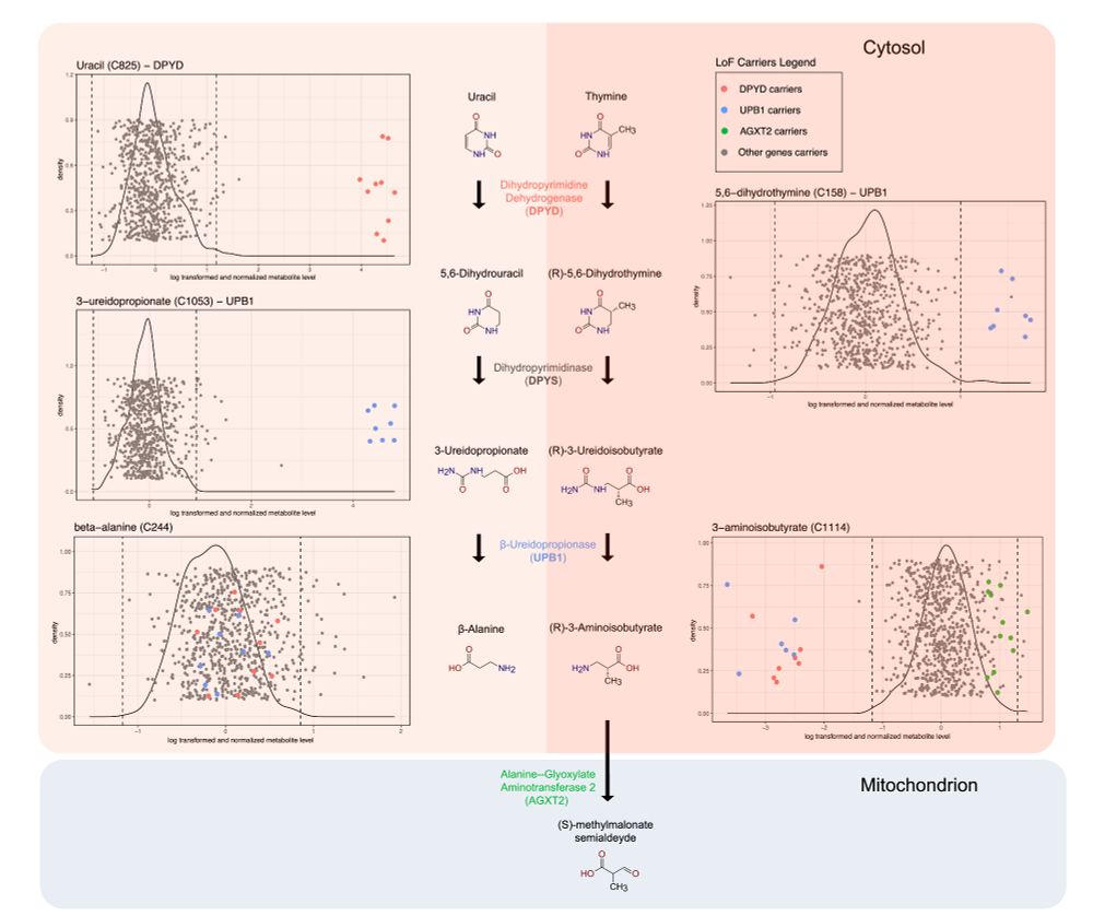 Figure 2: Pyrimidine degradation pathway and metabolism of β-aminoisobutyric acid (BAIBA): pyrimidines degradation pathway showing the genes associated with metabolites and the position of pLoF carriers compared to control distribution.