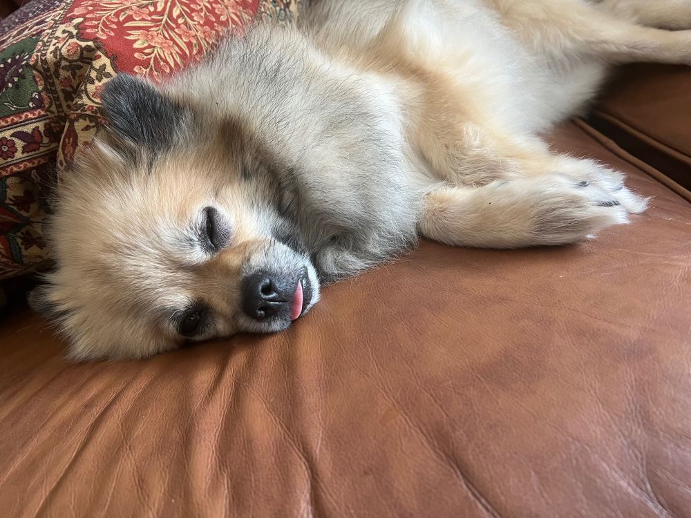 sleepy pickle winking at you, his tongue is still out and he is very cute!