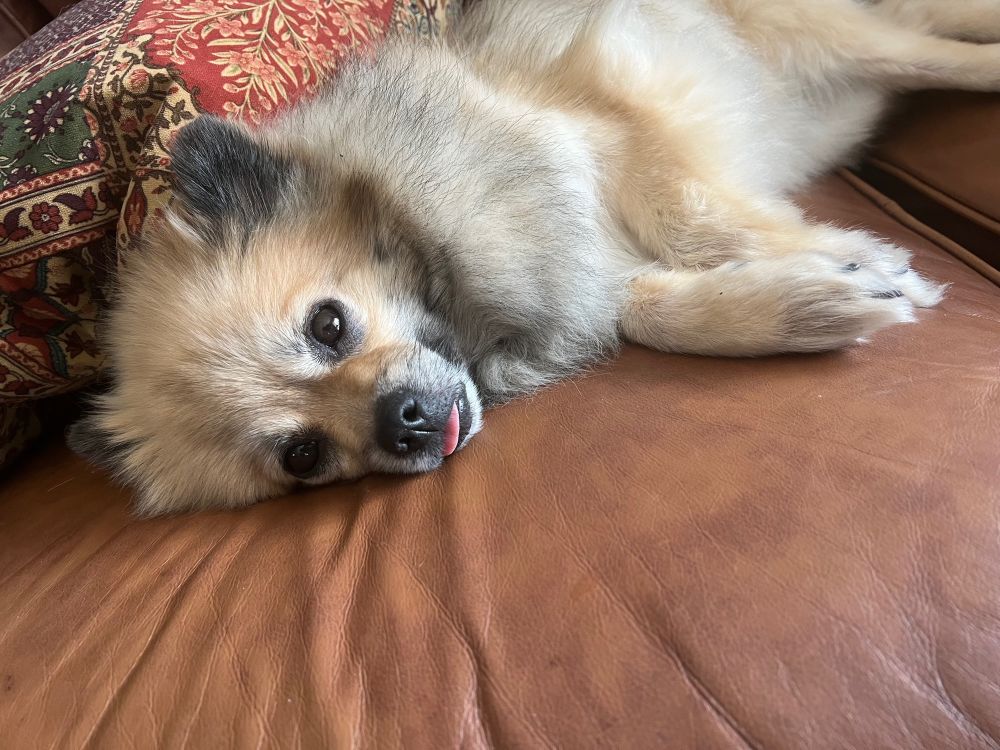 pickle is looking at u all the way awake with his pink tongue still out!