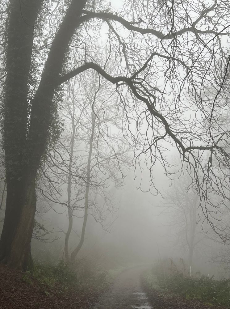 A photograph showing a path cloaked in mist, in the foreground the trunk and branches of a large tree frame the top and left of the image. 