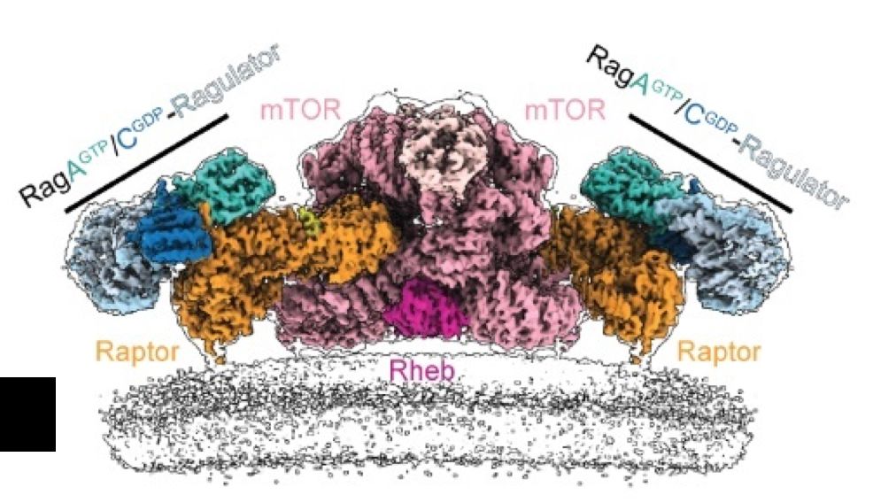 Structure of mTORC complex by cryoEM showing electron density maps