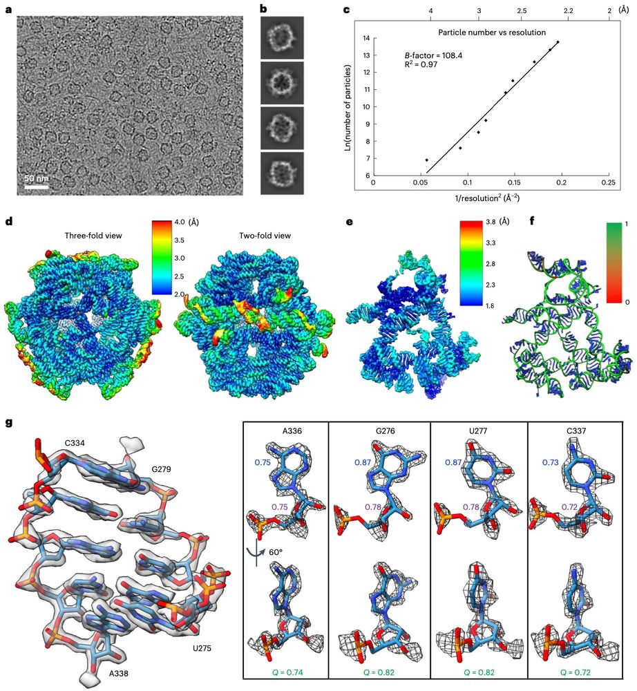 High resolution CryoEM maps of RNA assemblies