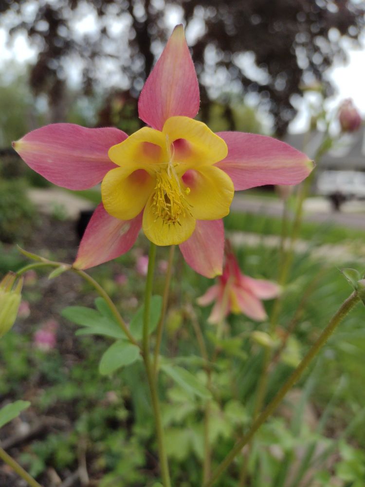 Columbine flower with bright yellow center surrounded by five rusty-rose petals
