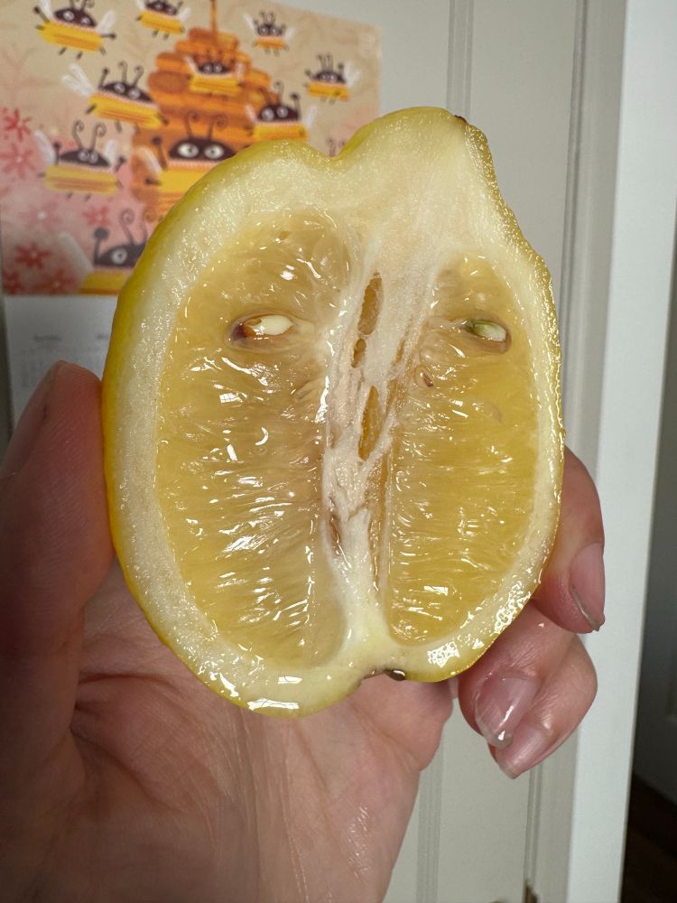 Halved lemon where two seed resemble eyes suspiciously darting toward camera left