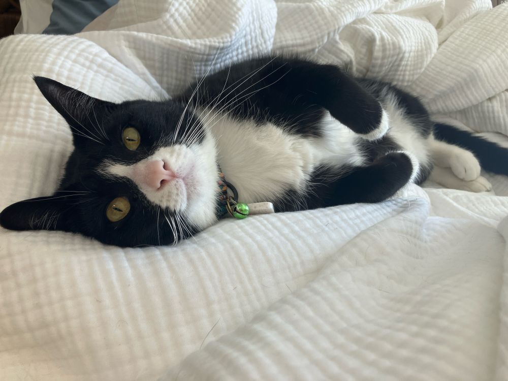 black & white cat lying on a white comforter in a bed 