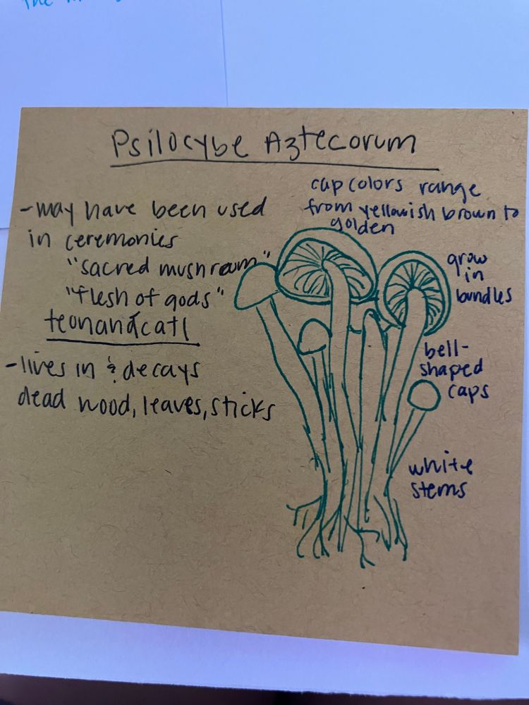 Sketch on a stikie of psilocybe aztecorum, a bell cap mushroom that grows in bundles as is sketched on the right. Notes on the left read “may have been used in ceremonies, ‘sacred mushroom,’ ‘flesh of gods’ teonanacatl, lives in and decays dead wood, leaves, sticks” The notes around the mushroom read “cap colors range from yellowish brown to golden” “grow in bundles” “bell shaped caps” “white stems”