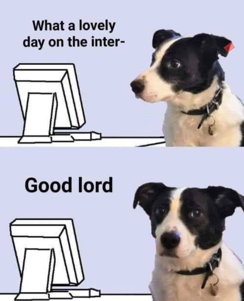 Cachorro em frente a um computador. Cara atenta na primeira “what a lovely day on the inter-“. Na segunda parte, a cara de decepção “good lord”